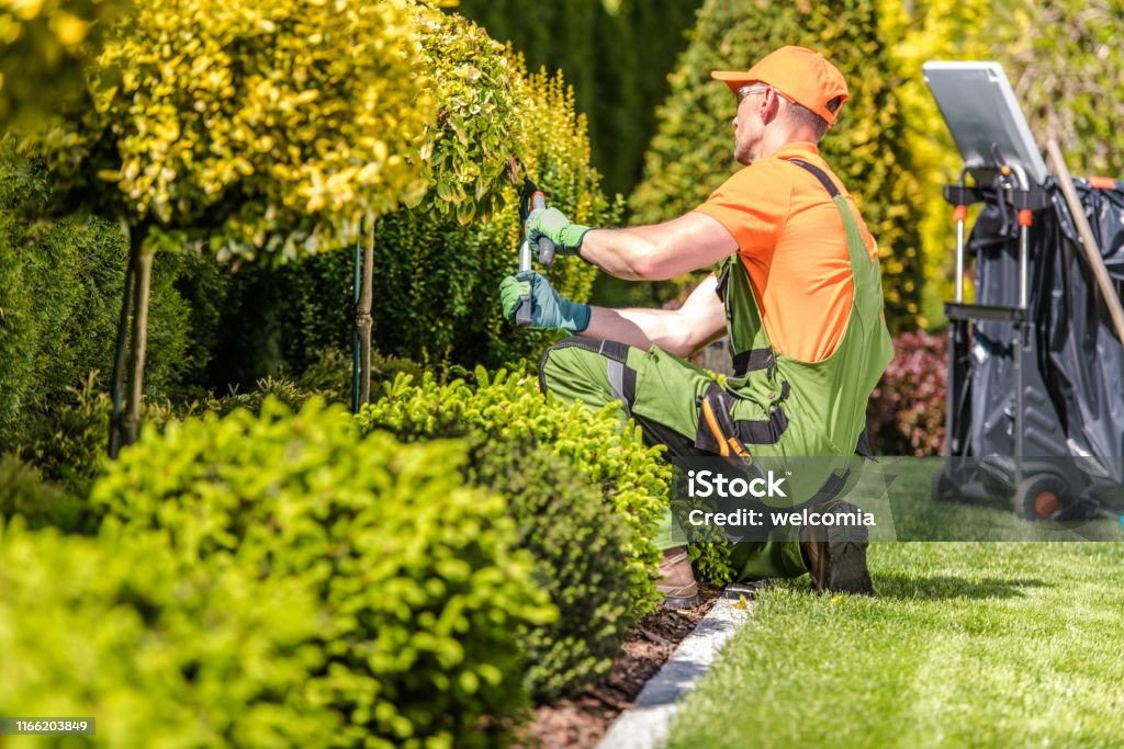 caucasian garden worker in his 30s trimming plants using large scissors.