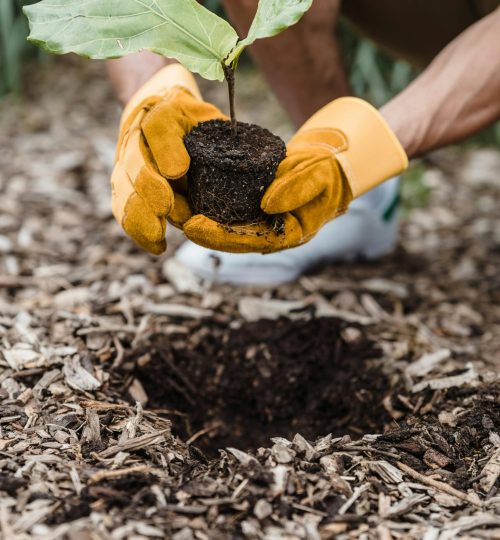 pexels lara jameson 9324330